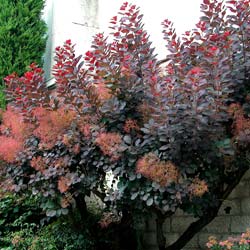 Smoke bush, purple